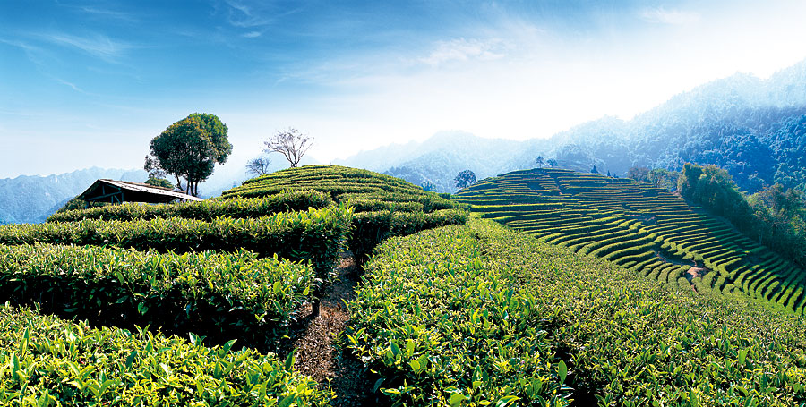 黑眼睛廣告為靈光寺景區(qū)拍攝的千畝茶田